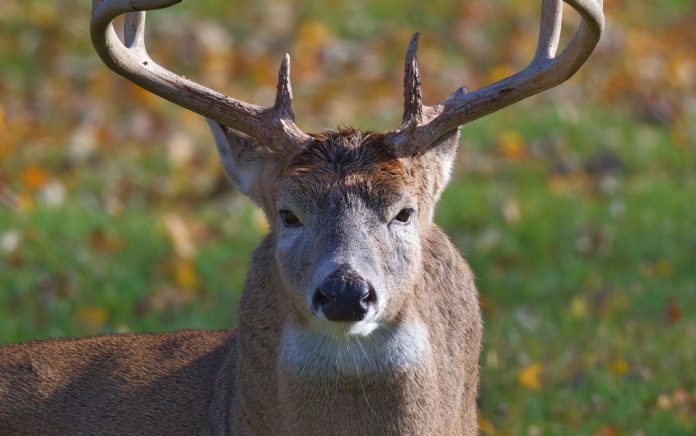 USDA Reports Deer Tested Positive for COVID-19
