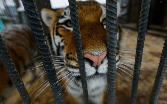 Tiger King Season 2 Reveals More Disturbing Facts