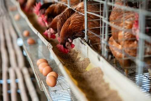 CHICKEN-EGG-FARM_2331313509.jpg