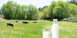 Milk bottle and glass on wooden table outdoors