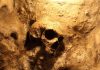 Over 100 Human Skulls FOUND at Home of Unhinged Man A skull embedded in a rocky surface, illuminated with warm lighting