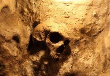 Over 100 Human Skulls FOUND at Home of Unhinged Man A skull embedded in a rocky surface, illuminated with warm lighting