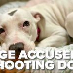 Judge Executes Puppy—State Probe Explodes