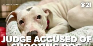 Judge Executes Puppy—State Probe Explodes