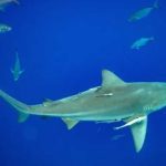 Sharks High on Cocaine—Bahamas Nightmare
