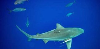 Sharks High on Cocaine—Bahamas Nightmare