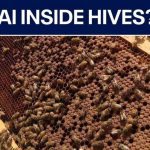AI beehives deployed in Pasco County to protect local food supply