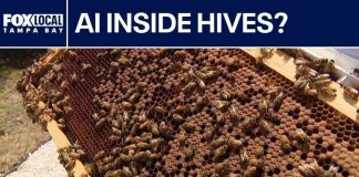 AI beehives deployed in Pasco County to protect local food supply
