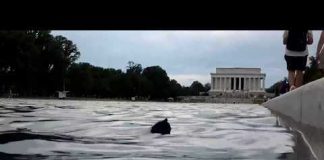 More people arrested for reflecting pool vandalism as former Olympian heads to court
