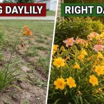 Why Your Daylilies Stop Blooming in July (And the Fix Takes 10 Seconds)