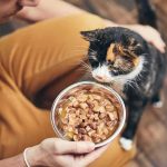 A Rescue Kitten Made Baseball History Of Sorts calico cat sniffing a bowl of wet food held by a person