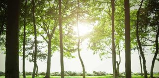 Sunlight filtering through trees in a quiet forest