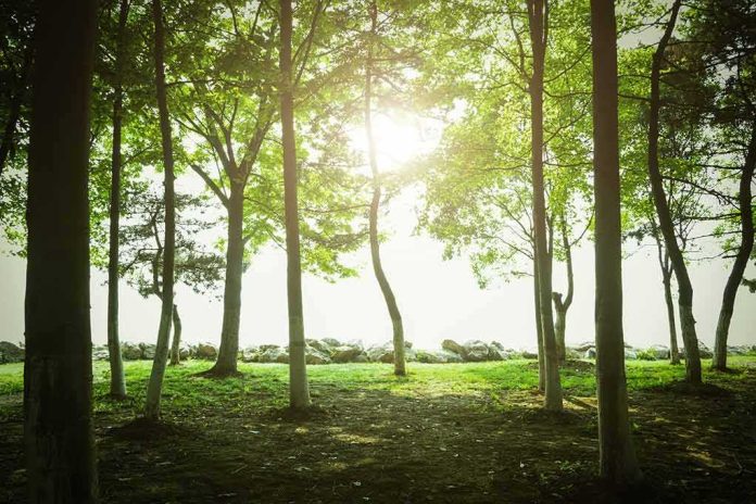 Sunlight filtering through trees in a quiet forest