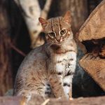 Scientists Just Found A Brand New Cat small spotted wildcat standing among tree logs