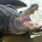 844-Pound Alligator Finally Caught After Years Alligator with mouth open in shallow water