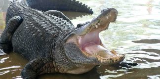 Alligator with mouth open in shallow water