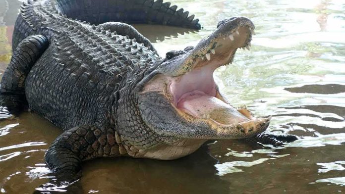 Alligator with mouth open in shallow water