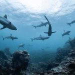 Shark-Bitten Survivors Haunt Dark Pacific Sharks swimming above a coral reef
