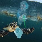 El Niño Turns SoCal Waters Tropical sea turtle swimming amid plastic waste