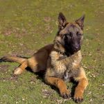 Avalanche Miracle: AirTag Saves Lost Dog Belgian Malinois dog lying on grass