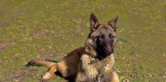 Belgian Malinois dog lying on grass