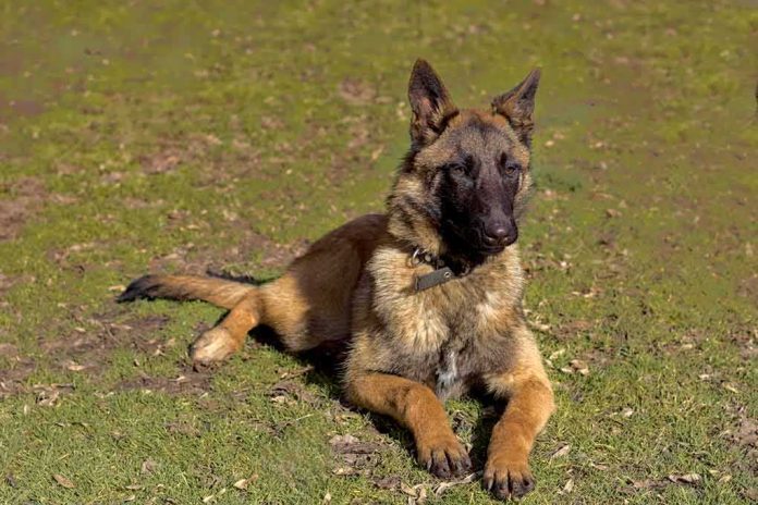 shutterstock_1915305751 Belgian Malinois dog lying on grass