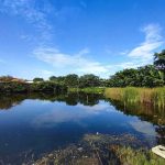 12-Foot Alligator Kills Florida Fisherman Pond with reeds under a clear blue sky