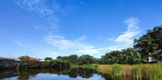 Pond with reeds under a clear blue sky